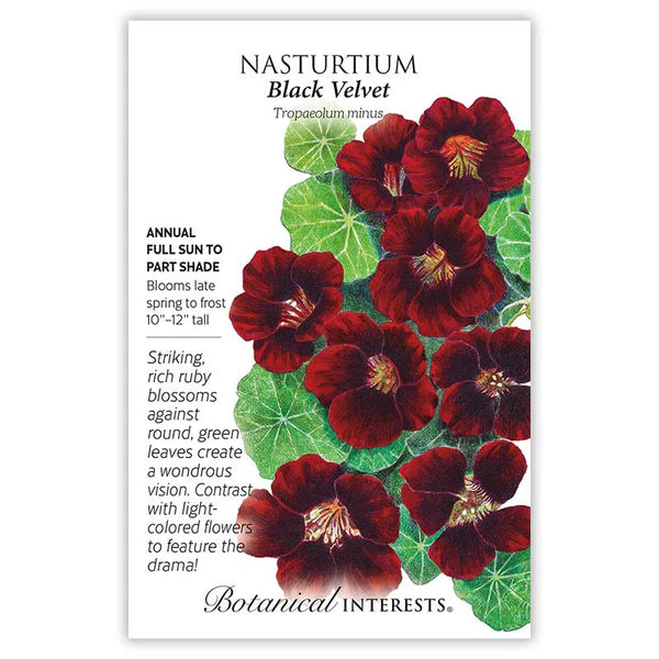 Nasturtium Seed - Black Velvet