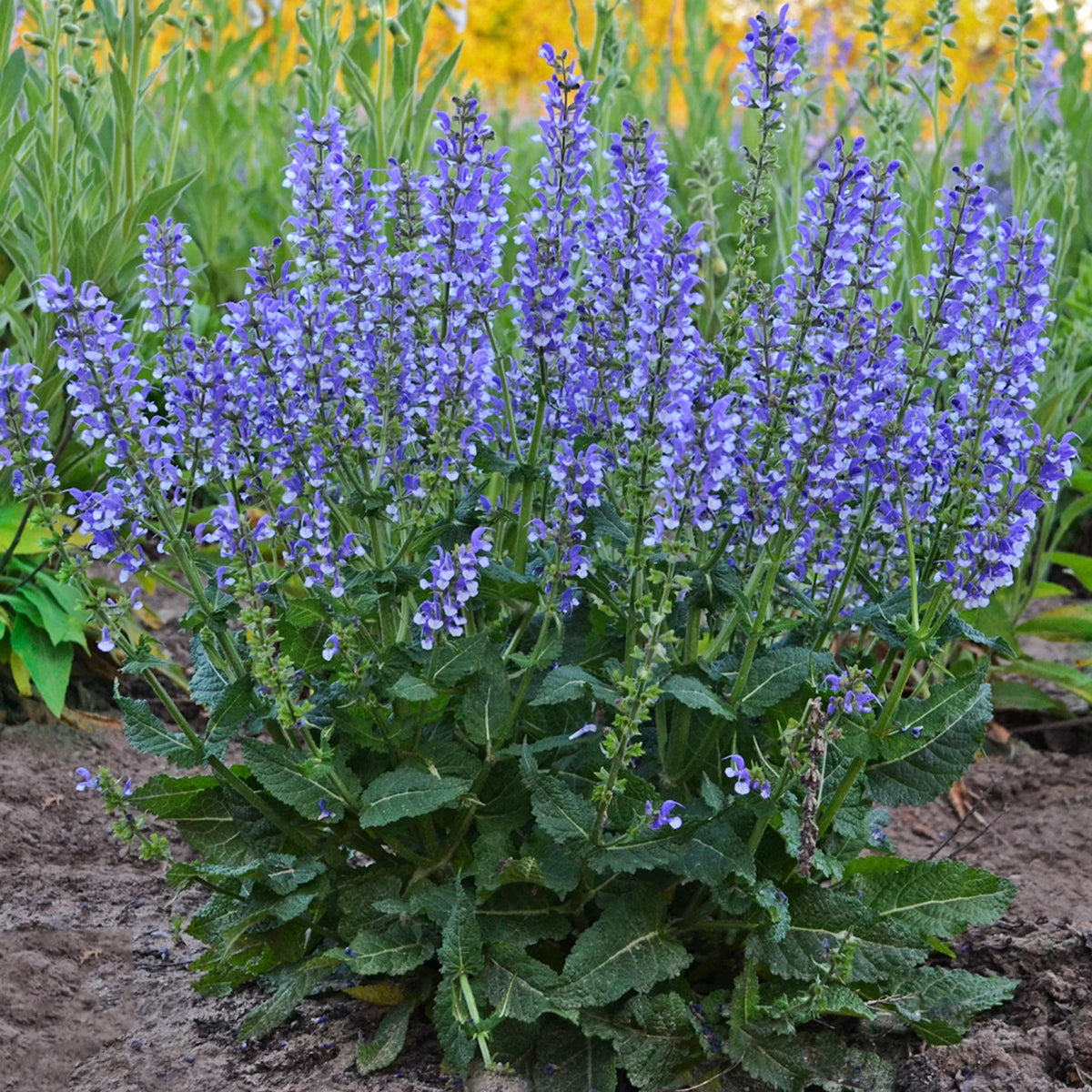 Nepeta Catmint