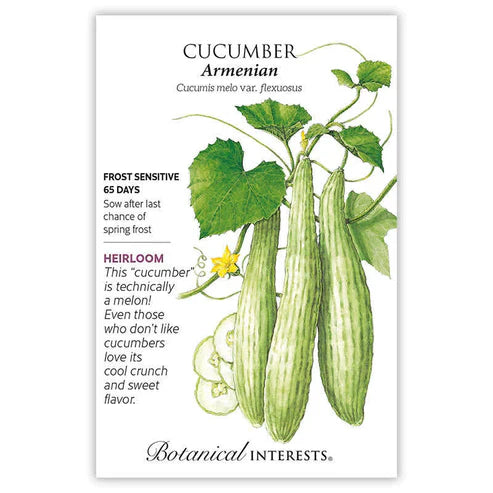 Want to try something new in your garden? This is it! Armenian cucumber with handsome, light green, thin skin is burpless, nearly seedless, and more tolerant of heat than most cucumbers. Sometimes called serpent cucumber or yard long, it is technically a variety of melon! A long production period means harvesting right into fall.
