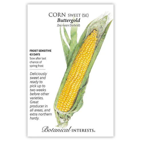 You can enjoy flavorful, tender, sweet corn sooner than ever before! With superior cool soil emergence, 'Buttergold' performs well in northern climates, but also does well anywhere that other corn varieties are grown. The large, 7"–8" ears have 12–14 rows of juicy, yellow kernels. Excellent for freezing.
