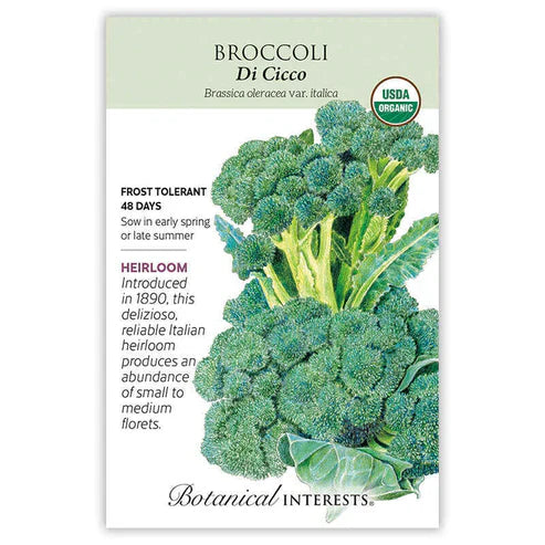 An Italian classic, 'Di Cicco' is a superb variety, producing numerous, small to medium-sized heads well into the summer for more delicious broccoli more often! We recommend harvesting the main head when it is 3" in diameter; this will encourage side shoots. 'Di Cicco' is a good freezer variety; leaves are also edible, cooked like chard. Seeds are excellent for sprouting!