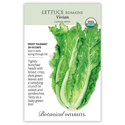 This emerald green lettuce will be a gem in your garden. 'Vivian' has crisp leaves wrapped in tight heads that reach a whopping 12"—16'' tall and 4"—6'' across, making its large leaves the perfect choice for impressive salads or tender lettuce wraps. Bolt resistance and vigorous growth make it a dependable performer that produces tender baby greens in just a few weeks.