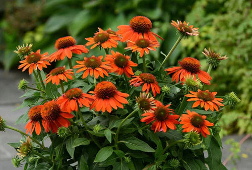 Echinacea Hybrid Sombrero Poco Hot Coral