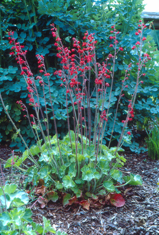 Heuchera Sanguinea Ruby Bells