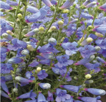 Penstemon Heterophyllus - 'Electric Blue' Beardtongue