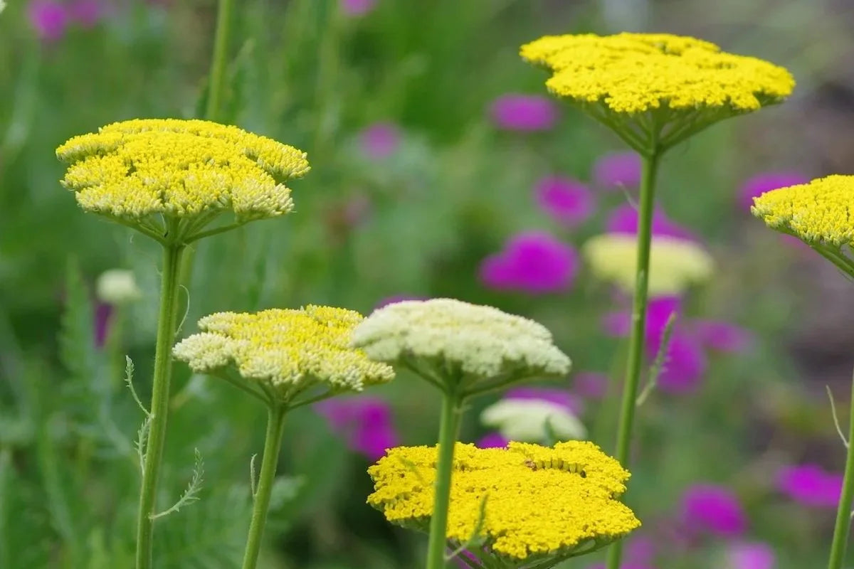 Achillea Filipendulina - 'Gold Coin Dwarf' Yarrow