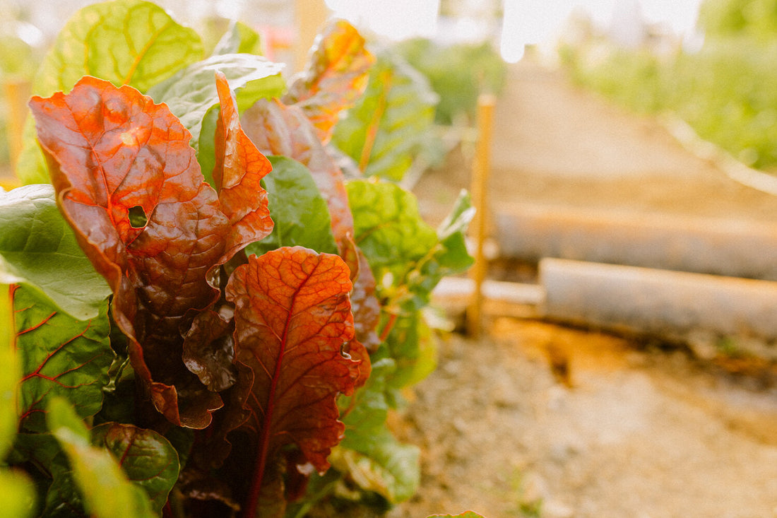 September in the High Desert Garden: Fall Is for Planting