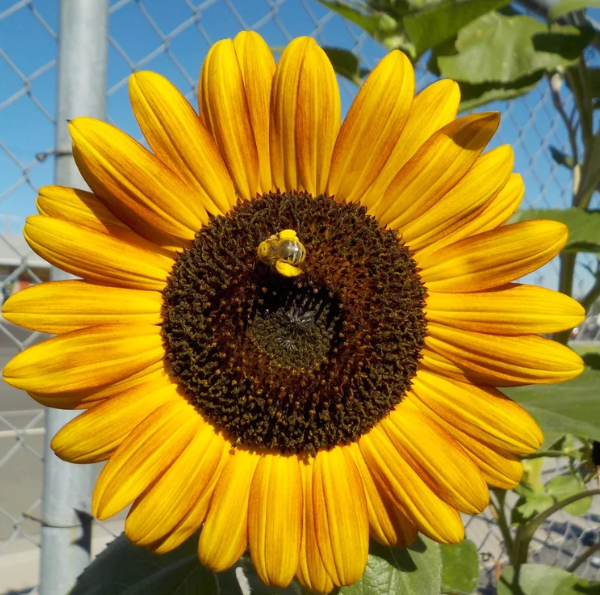7 Summer Lawn Care Tips for Northern Nevada