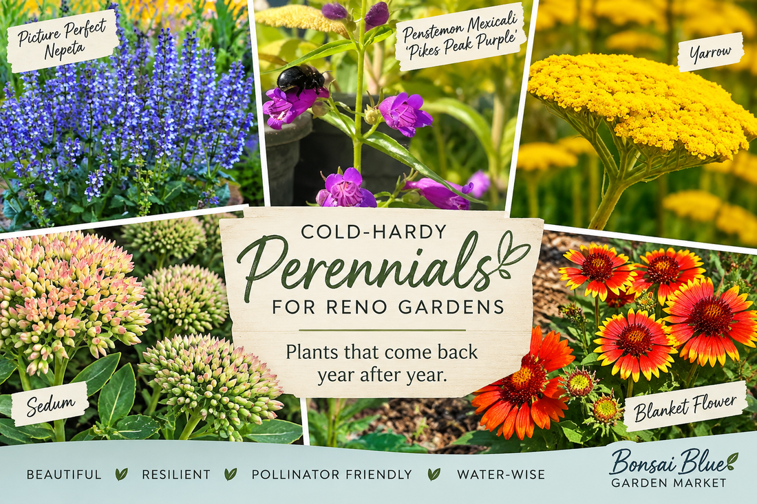 Cold-Hardy Perennials for Reno Gardens: Plants That Come Back Year After Year