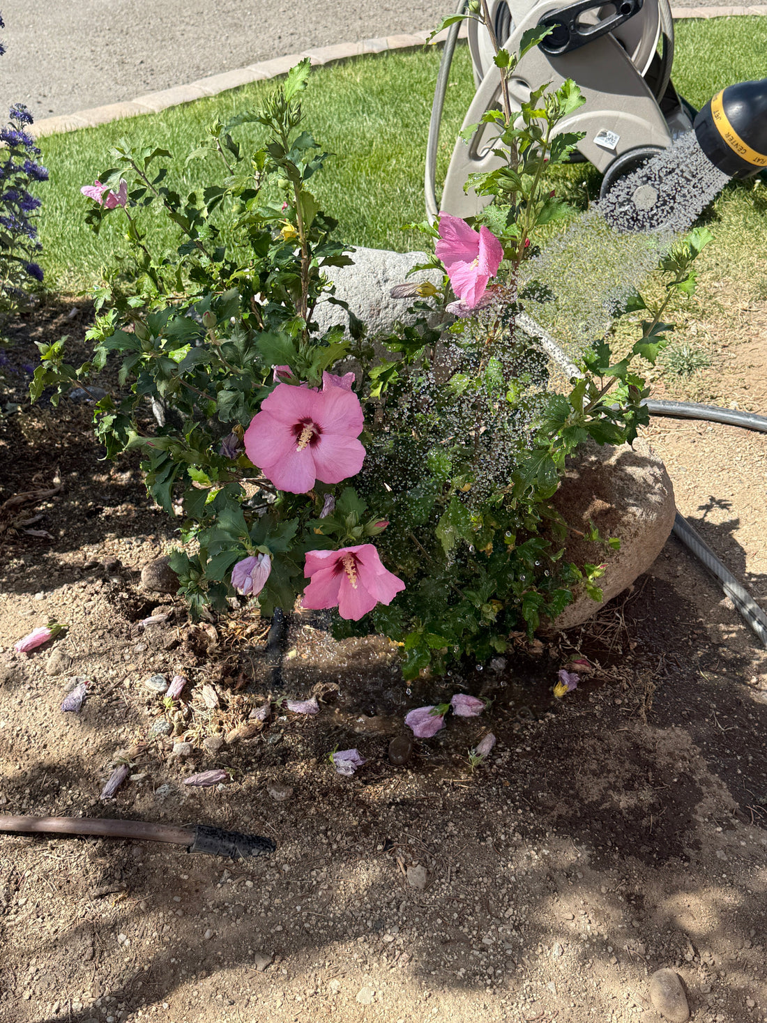 Fall Watering in Northern Nevada: When & How Much