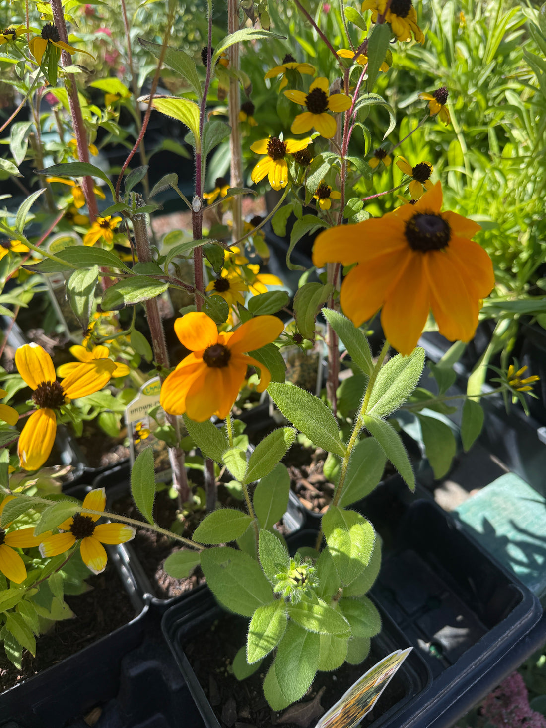 The Northern Nevada Fall Garden Cleanup: What to Cut, Leave & Protect