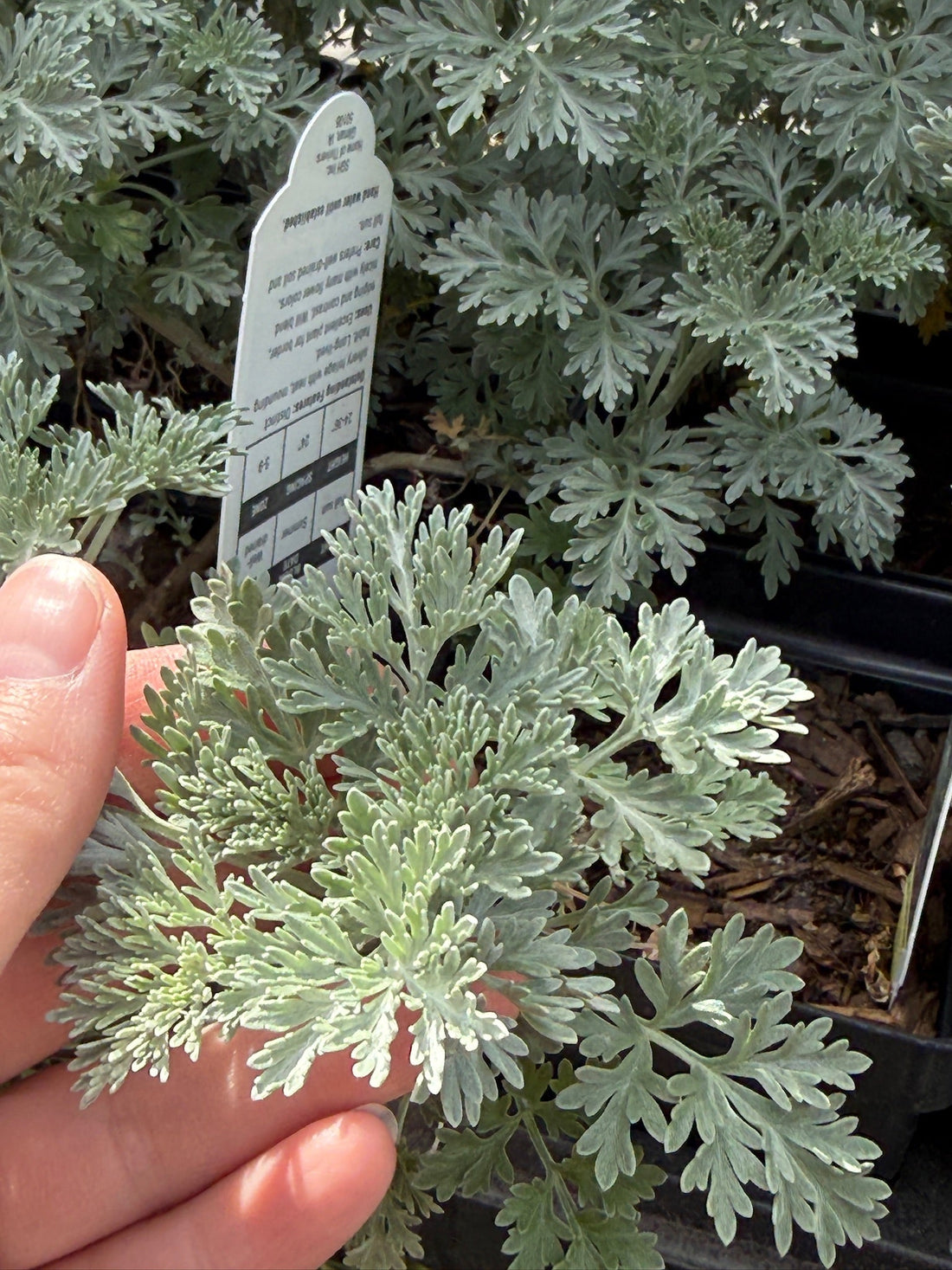 Preparing Your Northern Nevada Garden for the First Frost