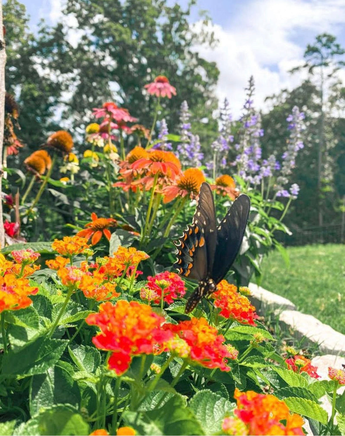 Planting for Pollinators in Northern Nevada: It's Not Too Late