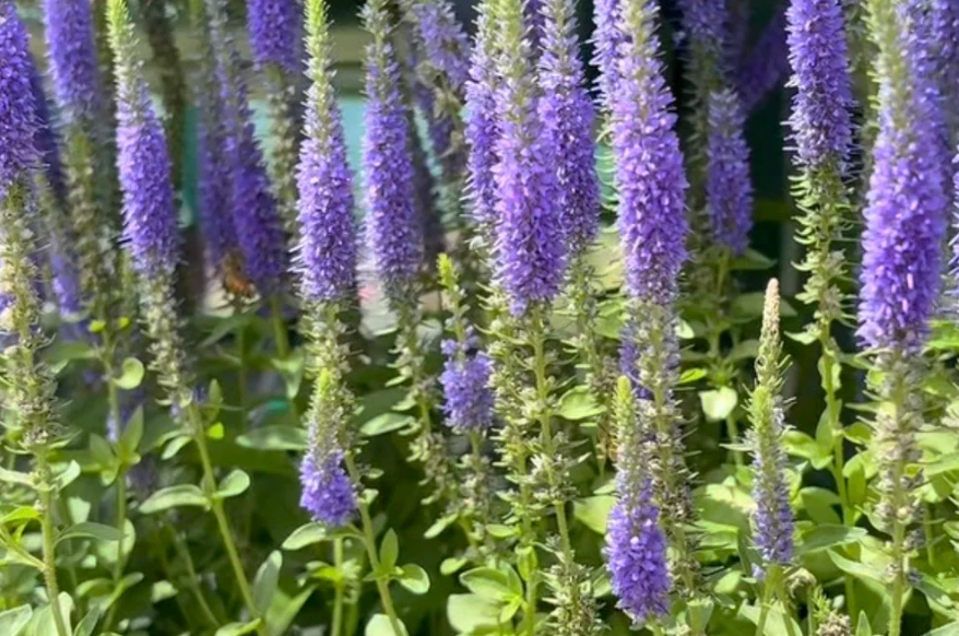 5 Pollinator-Friendly Perennials for Northern Nevada Gardens