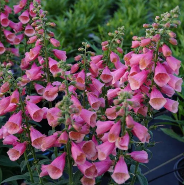 How to Create a Pollinator-Friendly Garden in Northern Nevada