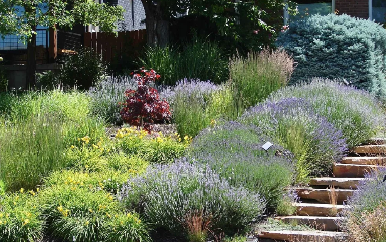 5 Things to Do in Your Northern Nevada Garden This September