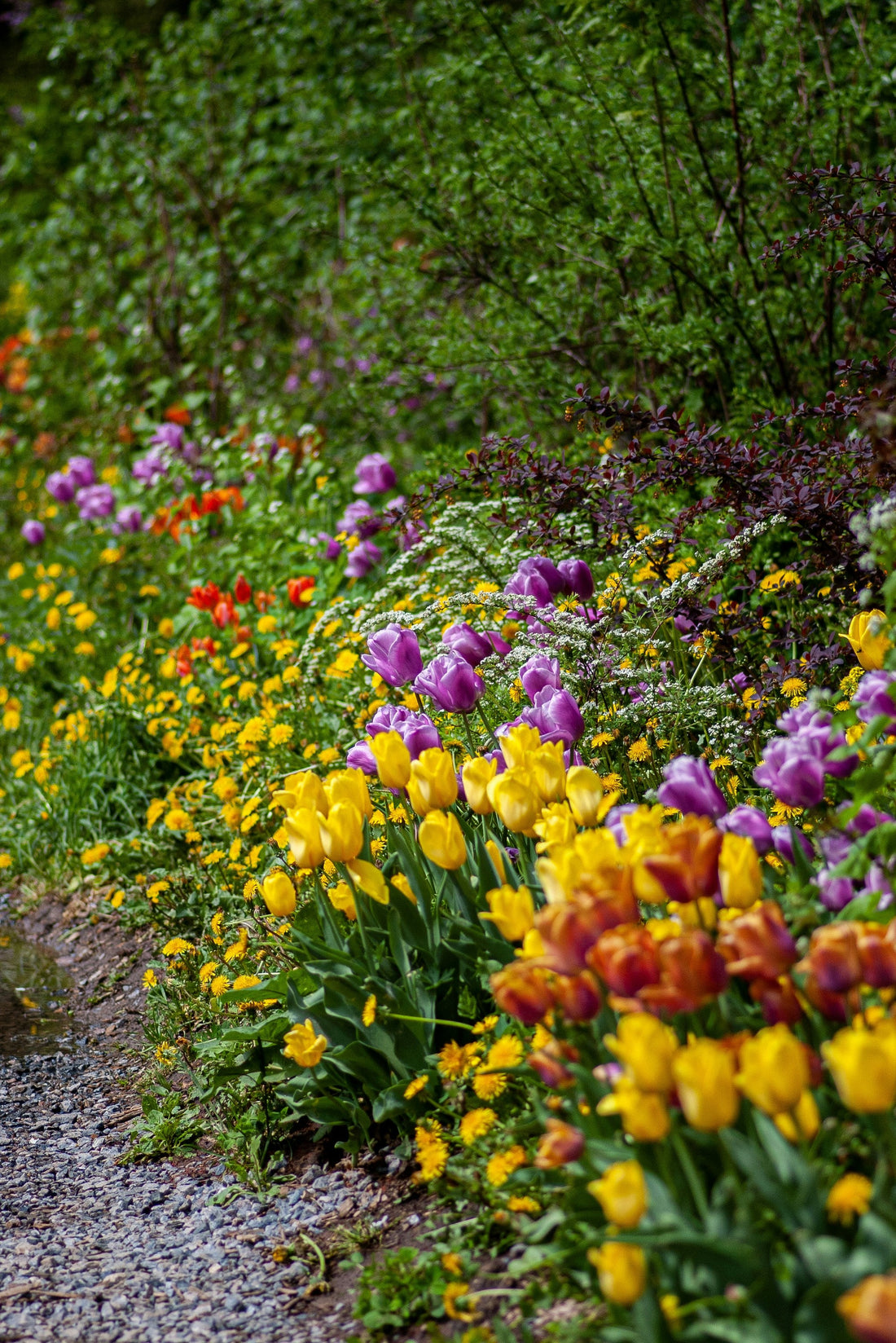 Plant in Fall, Enjoy in Spring: A Guide to Bulbs for Northern Nevada