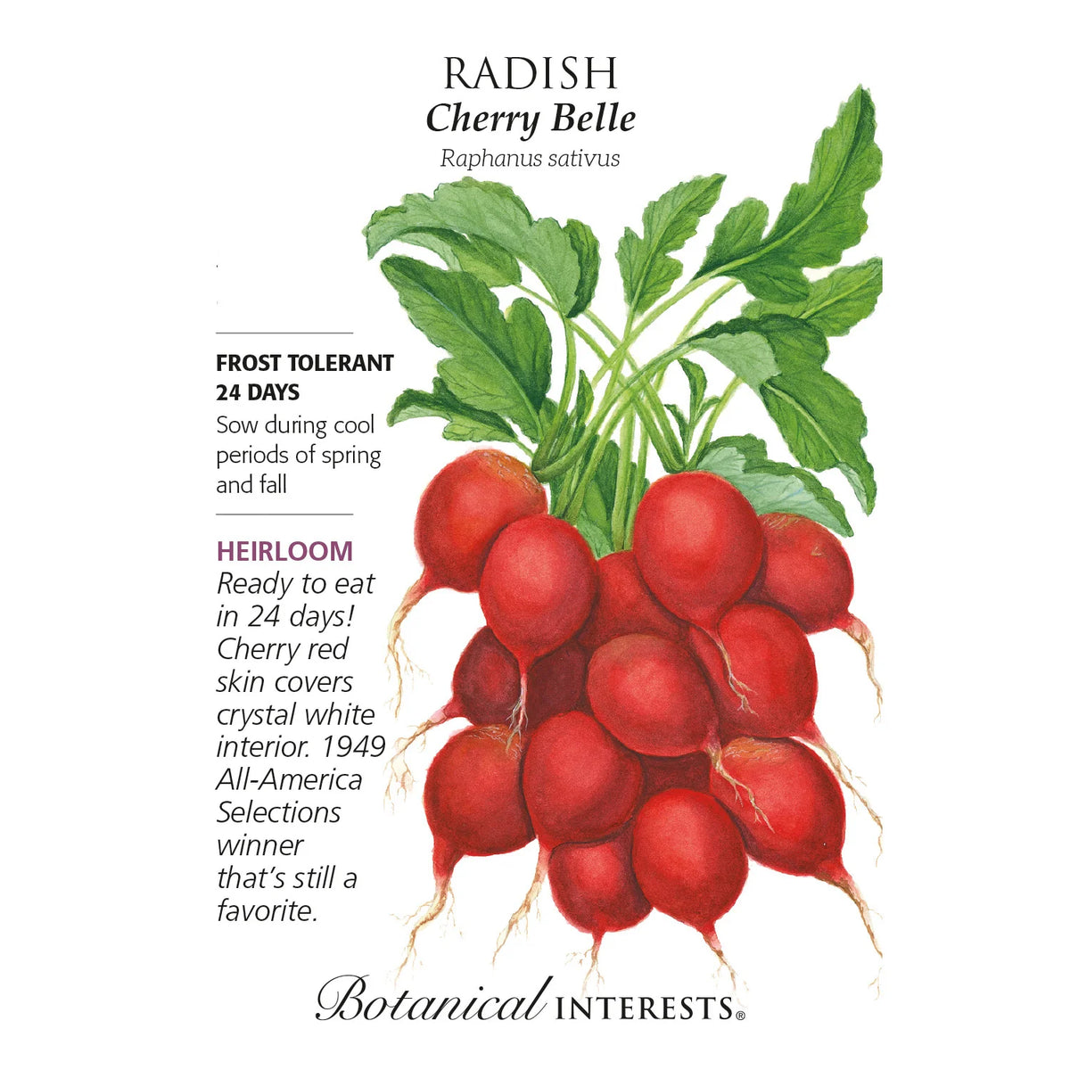 Radish Seed - Cherry Belle
