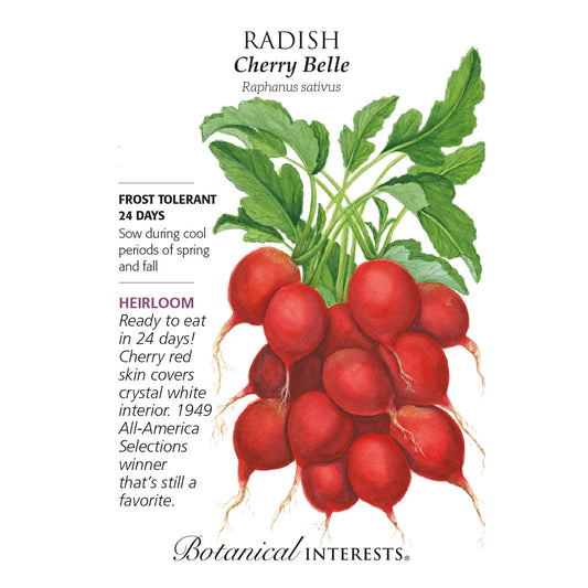 Radish Seed - Cherry Belle