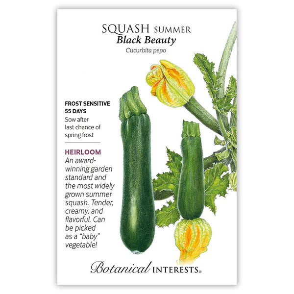 Squash, Summer Seed - Black Beauty