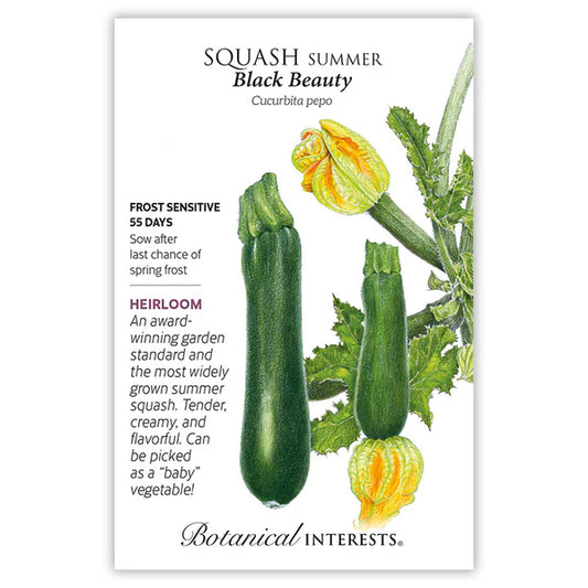Squash, Summer Seed - Black Beauty