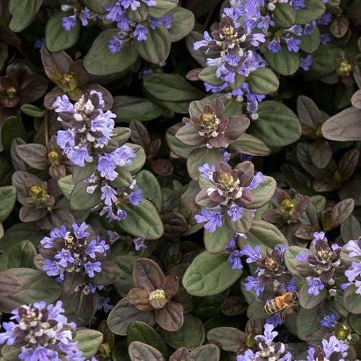 Ajuga Reptans - 'Chocolate Chip'