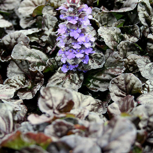 Ajuga Reptans - 'Black Scallop' Carpet Bugle