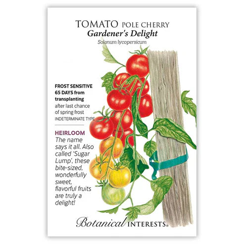 Pop a few of these sweet delights in your mouth while gardening! Reviews have proclaimed this 1950s German heirloom the best cherry tomato; extra sweet and packed with flavor. Produces many clusters of 6–12 tomatoes all summer until frost. Vigorous vines easily reach 6' long.