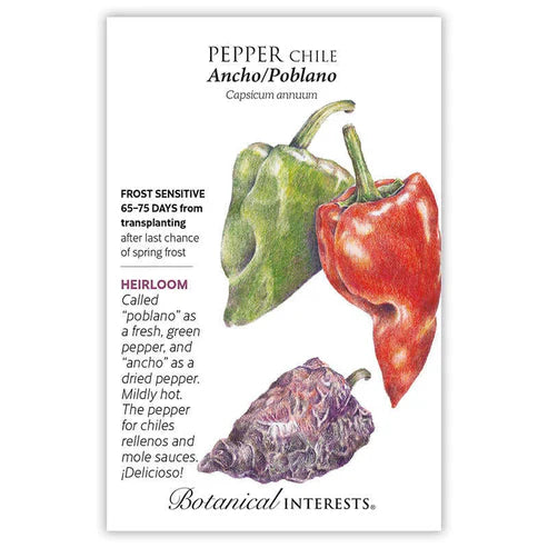 One of the most popular chiles in Mexico! The green, 3"-6" poblano is most often stuffed with cheese or meat for chiles rellenos (recipe inside this packet), and the dark, reddish-brown dried ancho is used in a variety of sauces, such as the traditional "mole poblano". 1,000-2,000 Scoville Heat Units (mild).