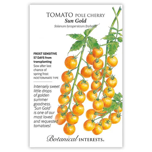 Rare in grocery stores, 'Sun Gold's' plump, tangerine-colored fruits are a special treat at the peak of flavor in the garden-very sweet and juicy! Provide support for vigorous vines that easily reach 6' long. Pick a bit early and ripen indoors at room temperature. Low-acidity tomato. Disease resistant.