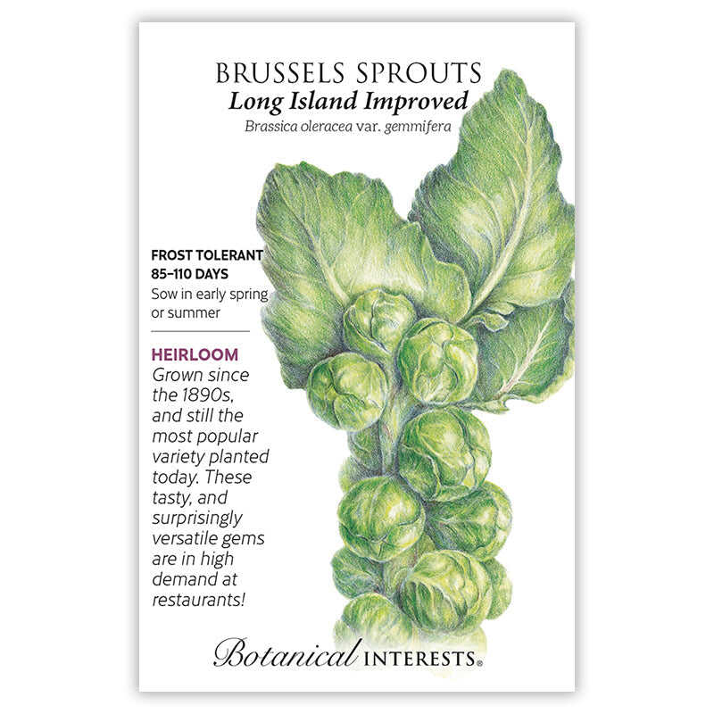 Modern chefs have transformed this historically disliked vegetable into a much-sought-after food that is delicious deep fried, steamed, or roasted. Give them plenty of water, nutrients, and time to grow before they begin forming sprouts. Covering plants with row covers after sowing/transplanting will help exclude pests. You can leave plants in the garden into the winter, as they are hardy to 10Â°F; frost actually improves the flavor. The plants resemble little palm trees.