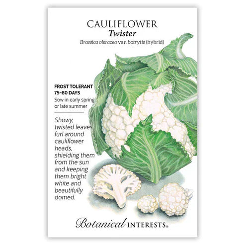 Known for its well-wrapping leaves, 'Twister' self-blanches and reliably shields the snowy white heads from sun scald and rain discoloration. This variety consistently produces uniform, dense, medium-large heads, and can withstand heat; in mild climates, it can even be grown year round! Mature cauliflower heads can be picked right away , but also hold well in the garden to extend the harvest.