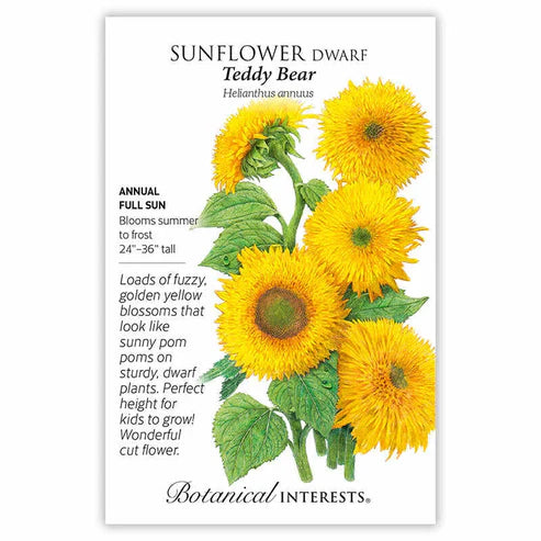 A unique addition to your flower bed, these bright yellow puffball blossoms will give you a warm, fuzzy feeling! 'Teddy Bear' produces many 3"-5" flowers on a 24"-36" tall, multi-branching plant; beautiful as a short hedge and makes a fabulous cut flower. Sunflowers are edible, with a bittersweet flavor. The petals add a pretty pop of color ion salads and desserts. The young, sunflower buds are edible, with a flavor similar to artichoke hearts. They can be grilled, marinated, or sauteed for an unusual appe