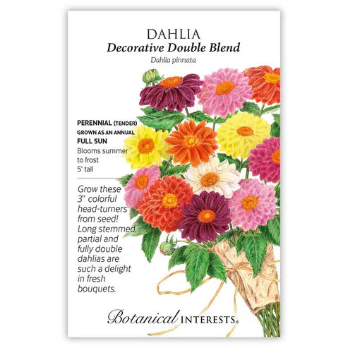 You can grow breathtaking dahlias from seed and enjoy them year after year. This very tall blend of eye-popping colors is especially suited for the back of the garden, and the long, sturdy stems make them great for cut flowers. Blooms appear about 90 days from sowing, so you can enjoy beautiful blooms come summer. Perennial in USDA zones 7–10; in colder climates, at season's end, tubers can be lifted and stored indoors over winter. Attracts butterflies and other pollinators. Use the edible, mild-flavored p