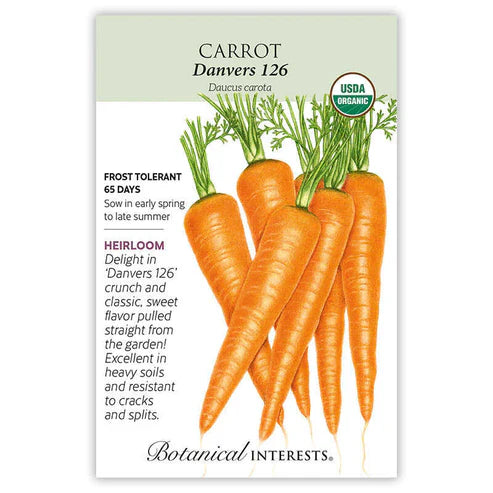 Growers in Danvers, Massachusetts during the late-19th century were searching for a carrot with improved color, yield, and uniformity. After many variations, the 'Danvers 126' carrot was born! It grows particularly well interplanted with onions and in heavy soils due to its high fiber content. Heat-tolerant with high yields, it also has a noticeably sweeter flavor and stores exceptionally well if cleaned after harvest. Resistant to cracks and splits.