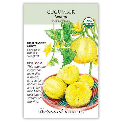A gardener's favorite since 1894 but hard to find in grocery stores, this unusual, eye-catching, lemon-sized cucumber has excellent flavor and is a great slicer or pickler. It is scrumptious eaten with the skin and all just like you would an apple; non-bitter and burpless. Plants are more drought tolerant than other varieties.