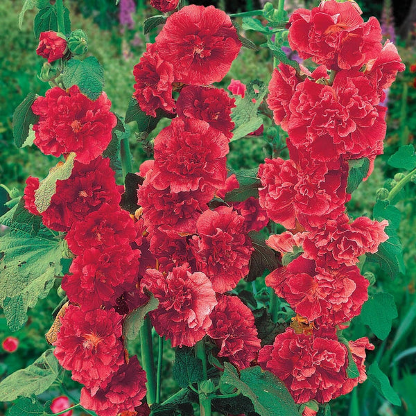 Alcea rosea - 'Chater's Double Red' Hollyhock