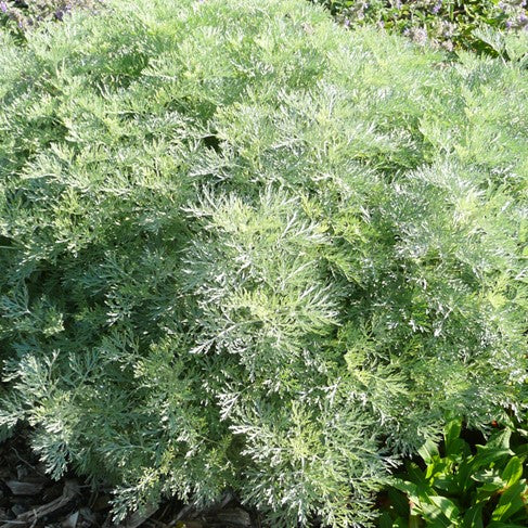 Artemisia - 'Powis Castle' Wormwood