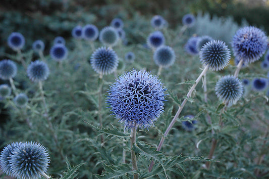 Echinops Bannaticus Blue Glow