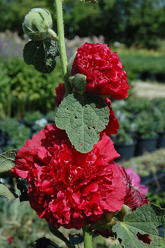 Alcea rosea - 'Chater's Double Red' Hollyhock
