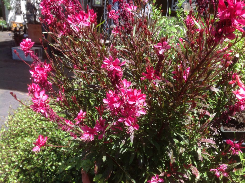 Gaura Lindheimeri Gaudi Red