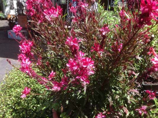 Gaura Lindheimeri Gaudi Red