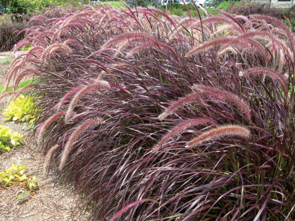Grass Crimson Fountain Pennisetum Rubrum