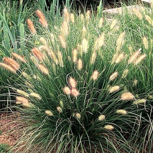 Grass Hamelin Dwarf Fountain Pennisetum Alopecuroides