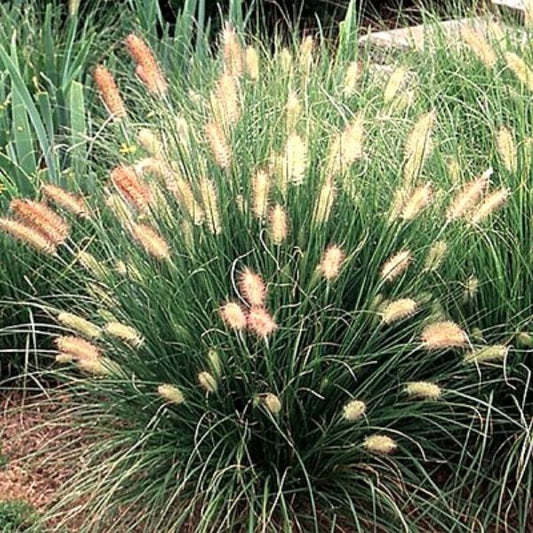 Grass Hamelin Dwarf Fountain Pennisetum Alopecuroides