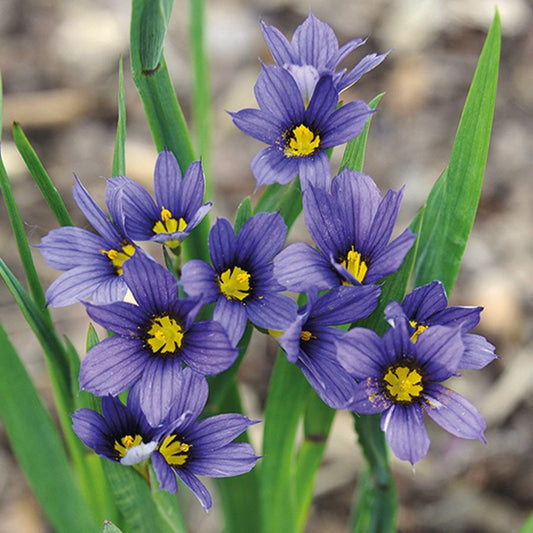 Grass Moody Blues Sisyrinchium Idahoenese