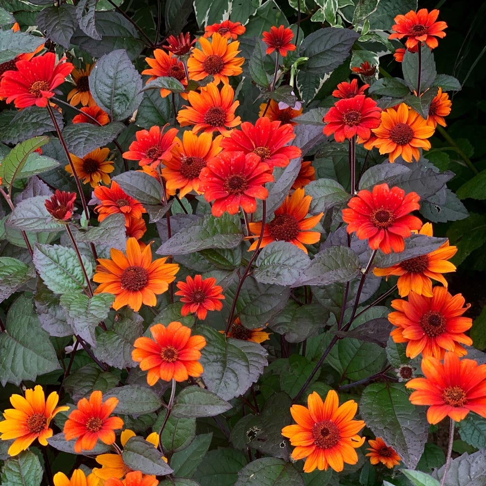 Heliopsis Helianthoides Var Scabra Bleeding Hearts
