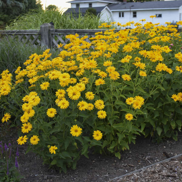 Heliopsis Helianthoides Summer Sun