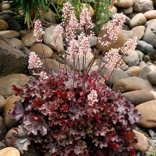 Heuchera Hybrida Ruby Tuesday