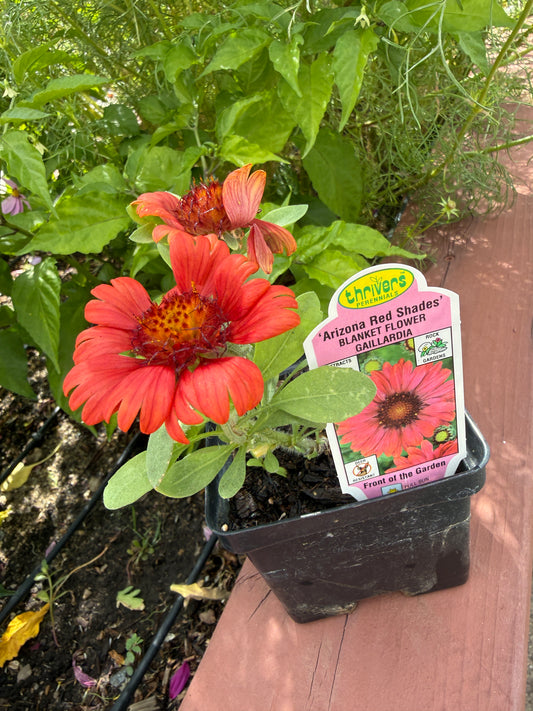Gaillardia - 'Arizona Red Shades' Blanket Flower
